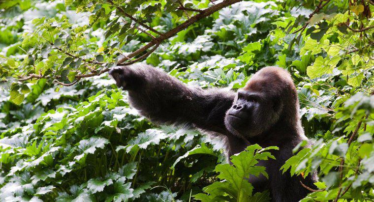 Quantos gorilas restam no mundo?