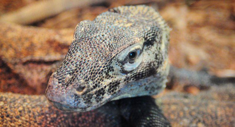 Como é chamado um dragão bebê de Komodo?