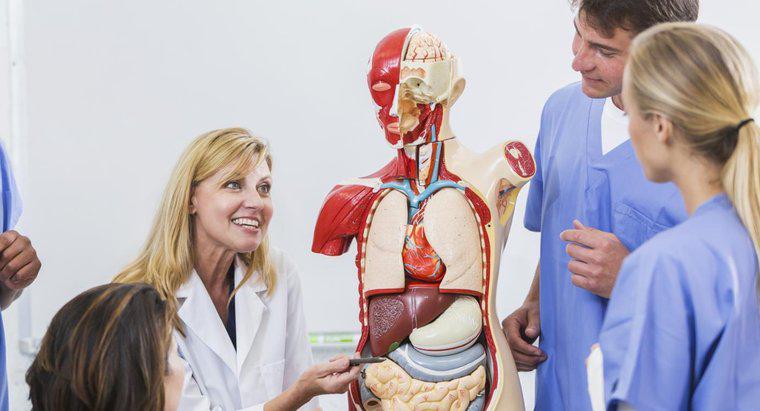 Onde estão os órgãos respiratórios localizados no corpo humano?
