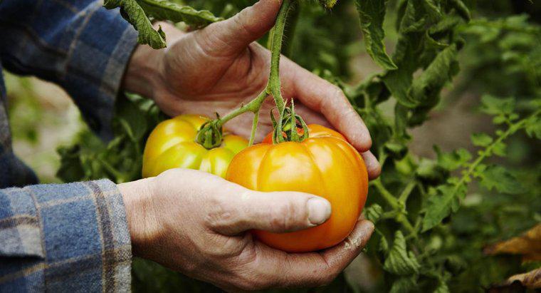 Quais são algumas dicas de cultivo de tomate?