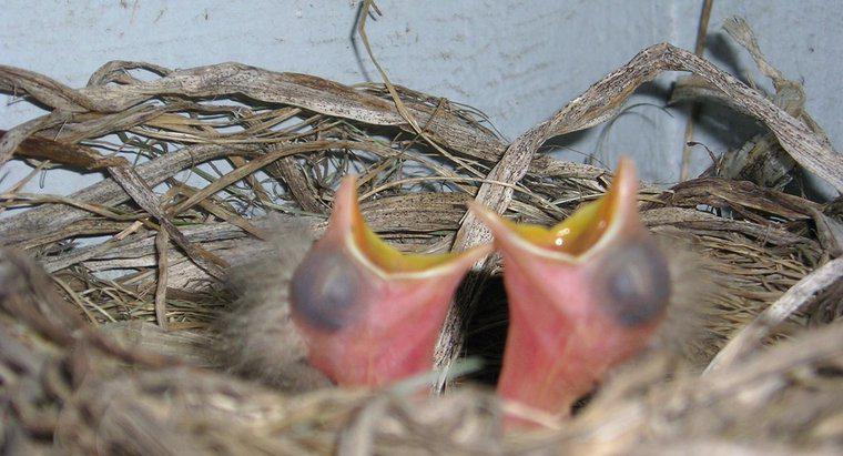 O que os pássaros recém-nascidos comem?