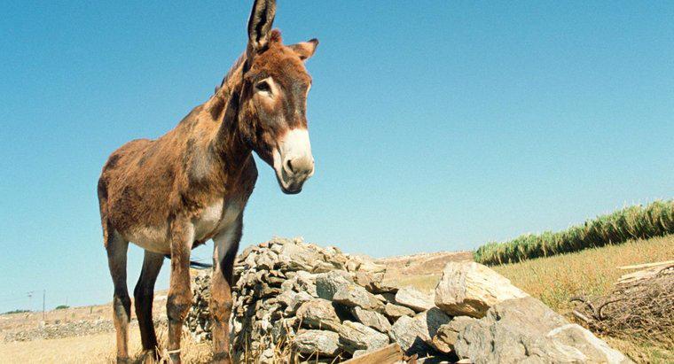 Qual é a diferença entre uma mula e um asno?