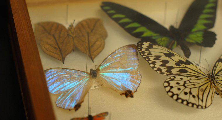 Como as borboletas mortas são preservadas?