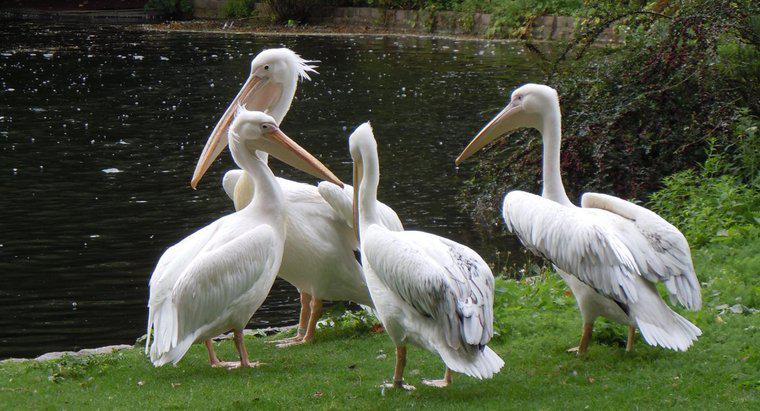 Como é chamado um grupo de pelicanos?