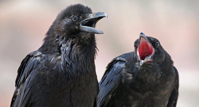 O que os corvos comem?