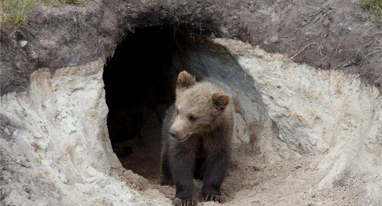 Os ursos vivem nas cavernas?