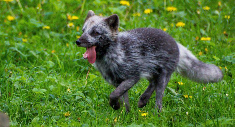 Por que Arctic Foxes muda de cor?