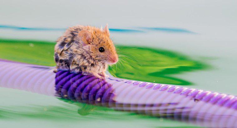 Os ratos podem nadar?