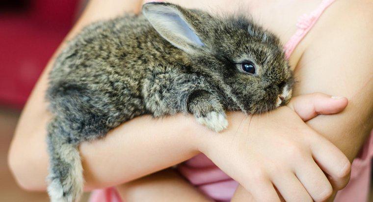 Existem lojas de animais que vendem coelhos?