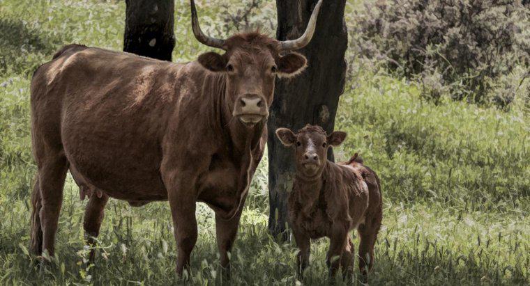 Qual é o nome de uma vaca bebê?