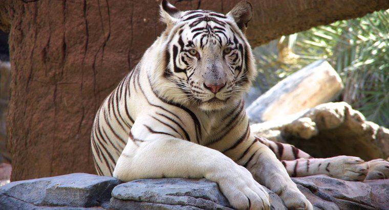 Quantos tigres brancos restam no mundo?