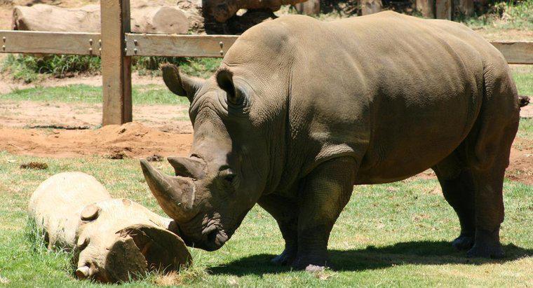 Por que os rinocerontes têm pele espessa?