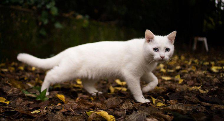 O que um gato branco simboliza?