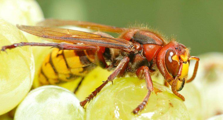 Qual é a diferença entre vespas e zangões?