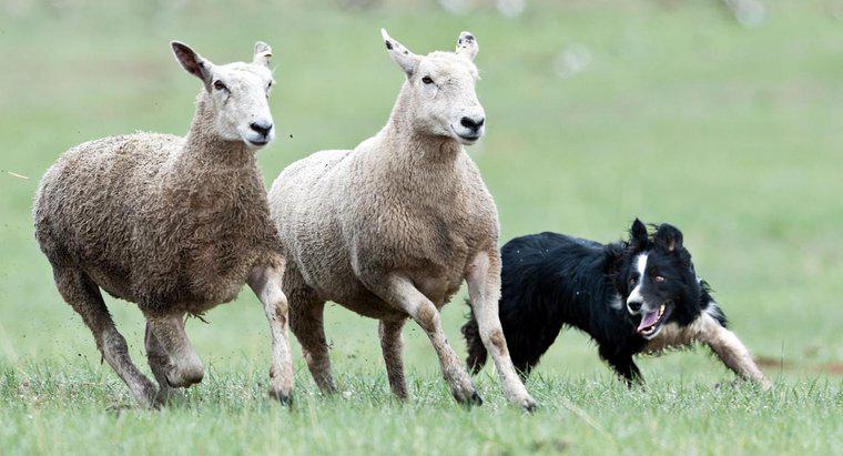 Quais são as diferentes raças de cães pastores?
