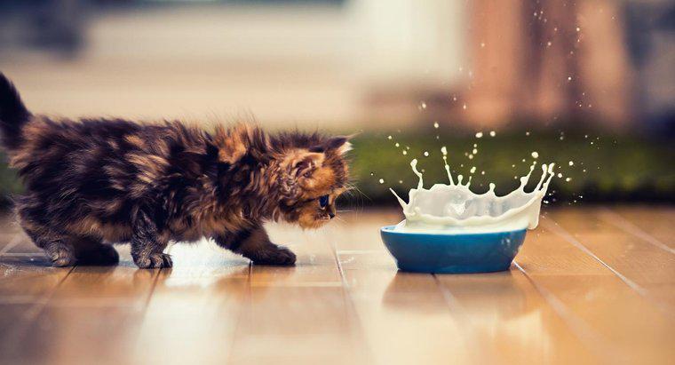 Por que é ruim para os gatos beberem leite?