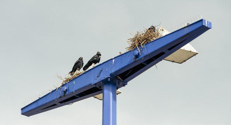 Onde os corvos constroem seus ninhos?