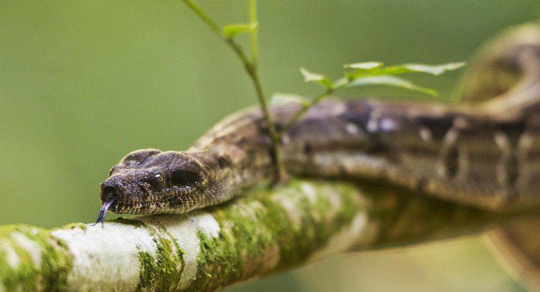 Quais tipos de plantas repelem cobras?