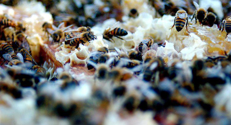Como as abelhas se comunicam?