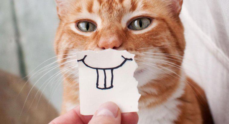 Os gatos podem sorrir?