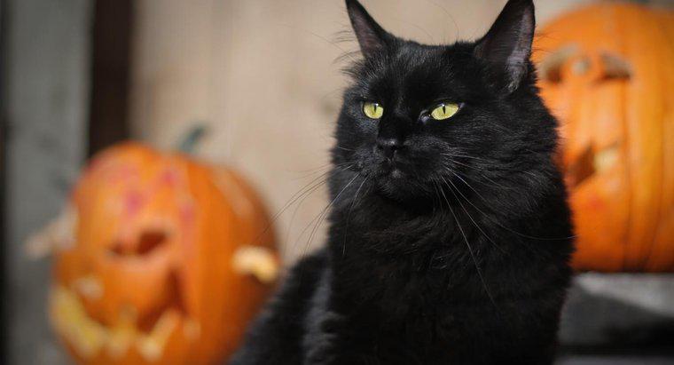 Quais são alguns bons nomes de gato de Halloween?
