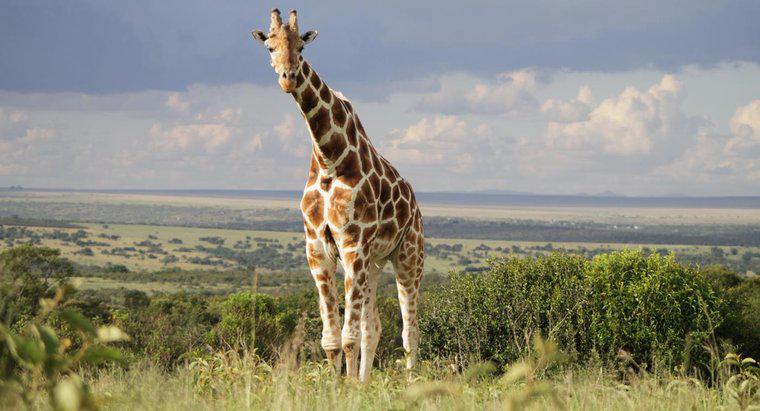 Quais são os predadores e presas da girafa?