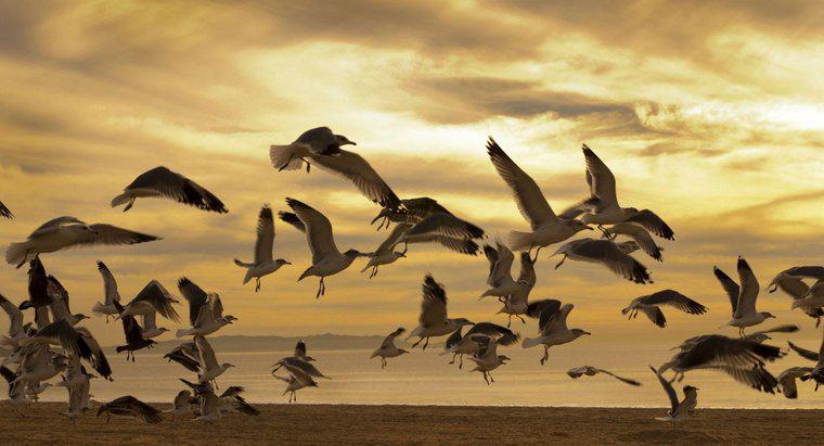 Como é chamado um grupo de gaivotas?