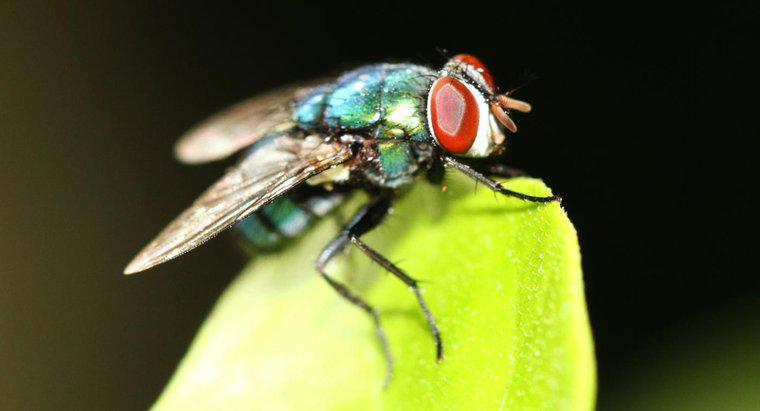 Qual é a vida útil de uma mosca doméstica?