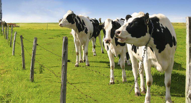 Quanto leite uma vaca holandesa produz?