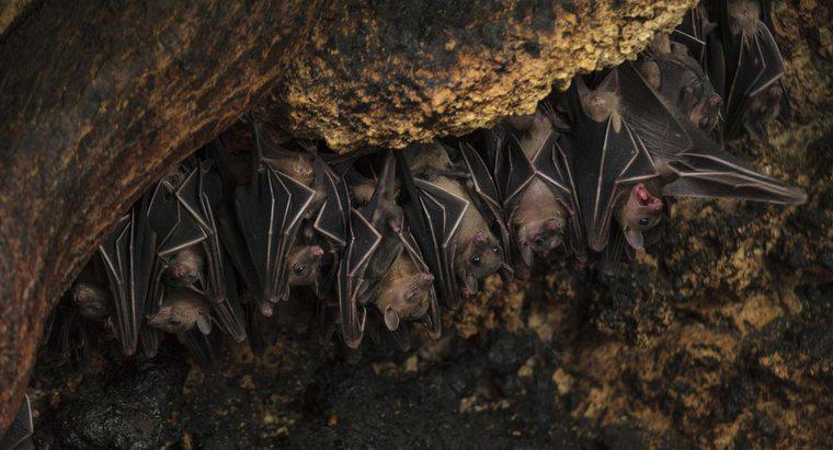 Os morcegos hibernam e migram?