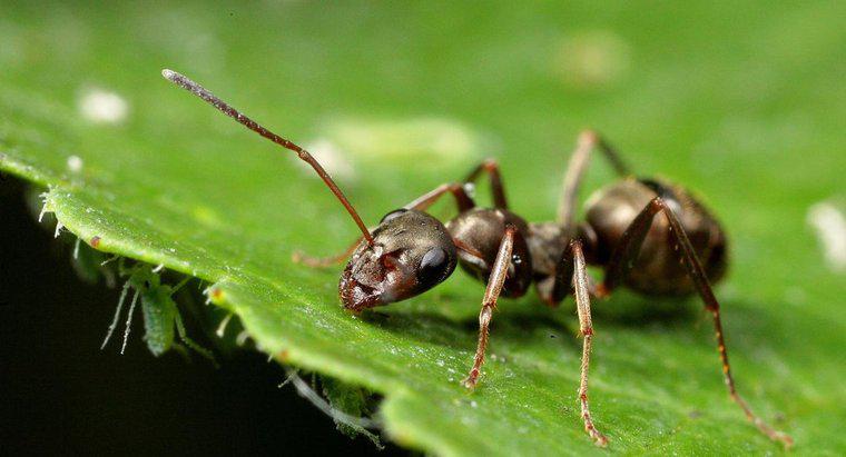 Canela mata formigas?
