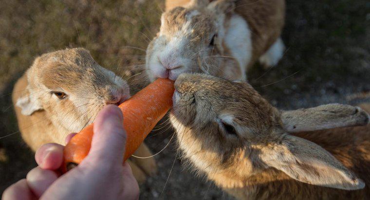 Você pode deixar coelhos machos e fêmeas viverem juntos?