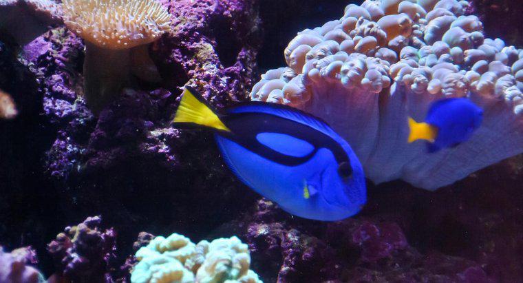 Que tipo de peixe é Dory de encontrar Nemo?