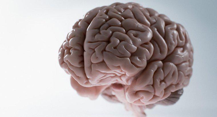 Qual é o peso médio do cérebro humano?