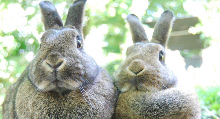 Os coelhos são herbívoros?