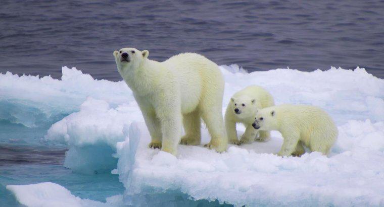 O que é o nicho ecológico do urso polar?