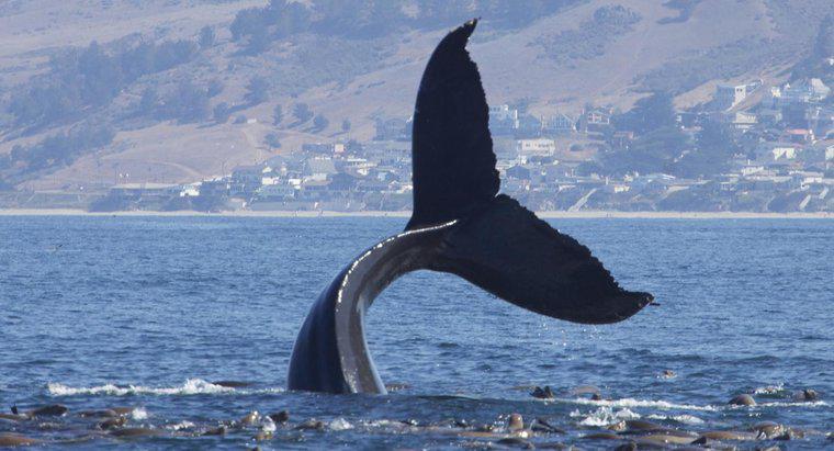 Como é chamado um grupo de baleias?