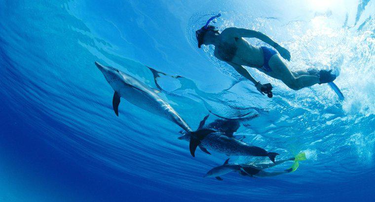 Os golfinhos são mais inteligentes que os humanos?