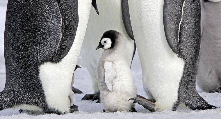 Os pinguins são mamíferos?