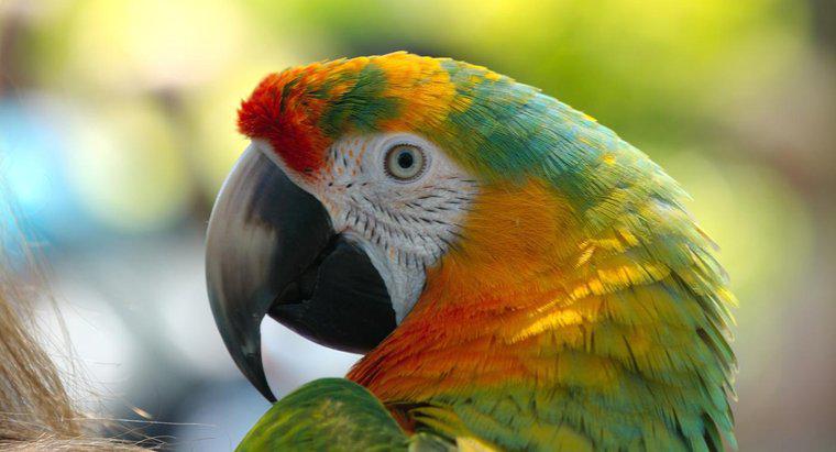 Quais são os predadores do papagaio?