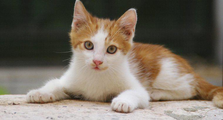 Quais são alguns fatos interessantes sobre gatinhos e gatos?