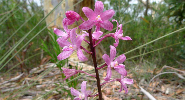 O que come orquídeas na floresta tropical?