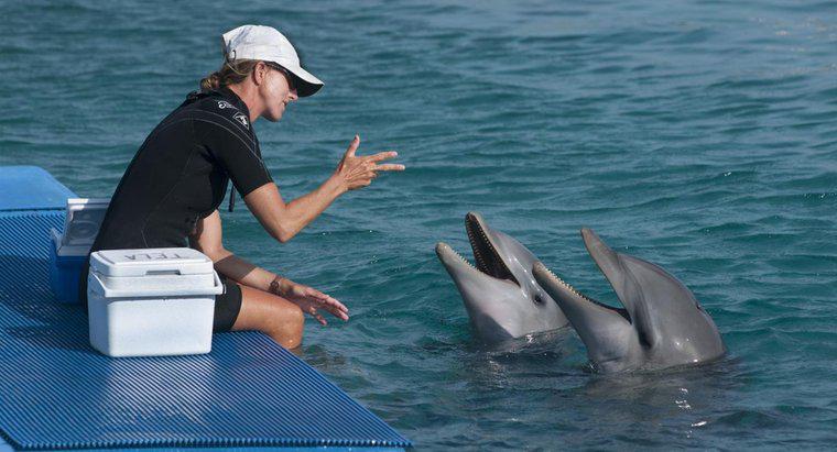Como os golfinhos falam?