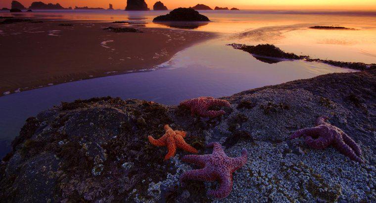 Qual é a função dos espinhos de uma estrela do mar?