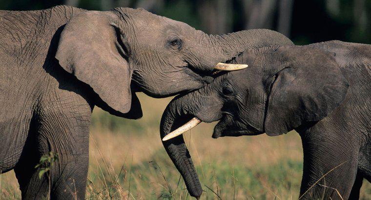 O que os elefantes simbolizam?