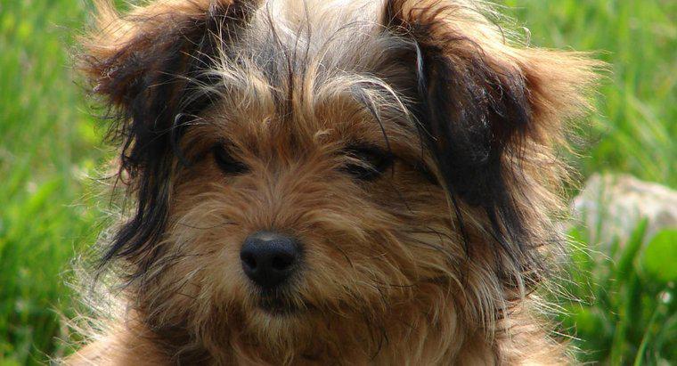 A madressilva é venenosa para cães?