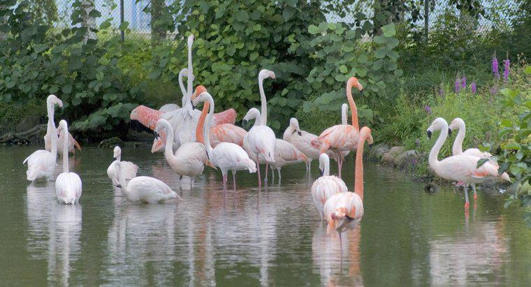Os flamingos estão em perigo?