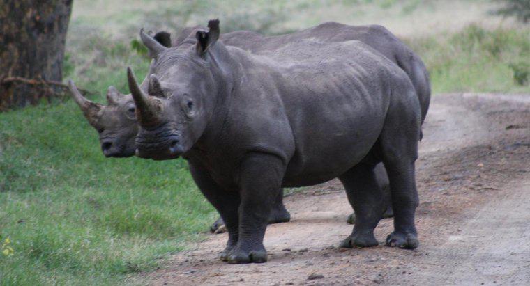 O que os rinocerontes comem?
