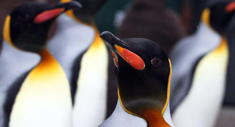 O que os pinguins-rei comem?
