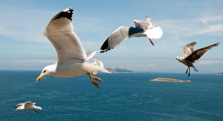Por quanto tempo vivem as gaivotas?